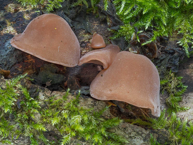 Hirneola aurica-judae